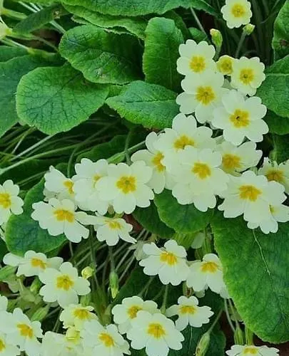 Campsite La De Fierville-les-Parcs