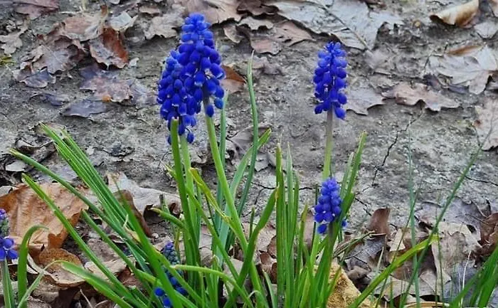 Campsite La De Fierville-les-Parcs